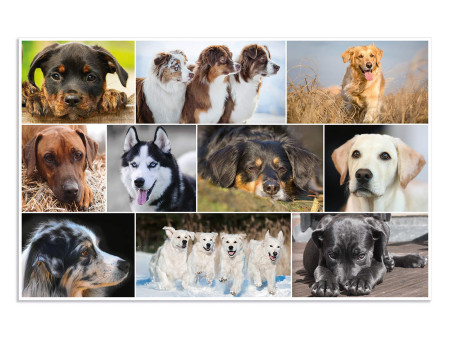 HERMA Sous-main 'Chiens', (L)550 x (H)350 mm