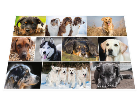 HERMA Sous-main 'Chiens', (L)550 x (H)350 mm