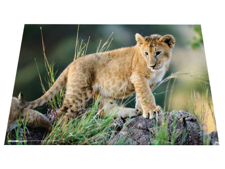 HERMA Sous-main 'Animaux d'Afrique', (L)550 x (H)350 mm