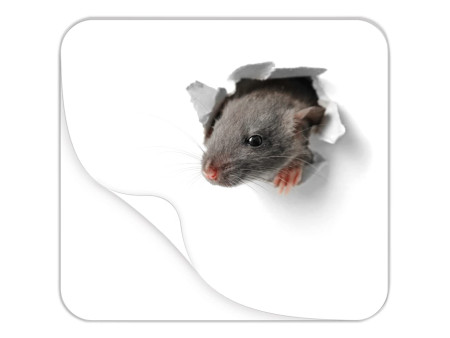 RNK Verlag Bloc tapis de souris 'Souriceau', 240 x 220 mm