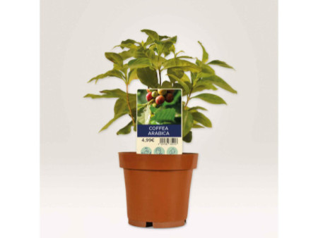 AVERY Zweckform Etiquette à planter, film, 100 x 20 mm