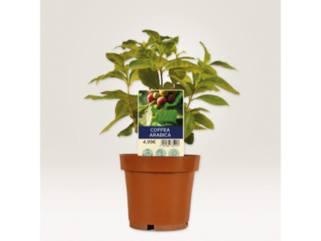 AVERY Zweckform Etiquette à planter, film, 128 x 47 mm