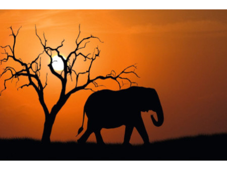 PAPERFLOW Poster mural 'Out of Africa', en plexiglas