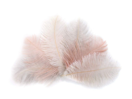 folia Plumes d'autruche, longueur : env. 170 mm, assorti