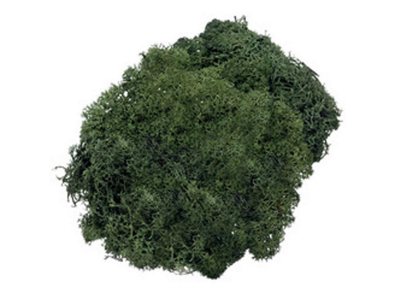 KNORR prandell Mousse islandaise, 50 g, vert sapin