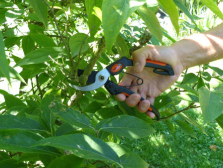 Garten PRIMUS Sécateur de jardin pour hommes