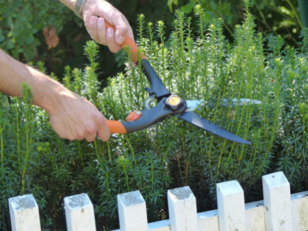 Garten PRIMUS Cisaille à buis, grand, longueur: 435 mm