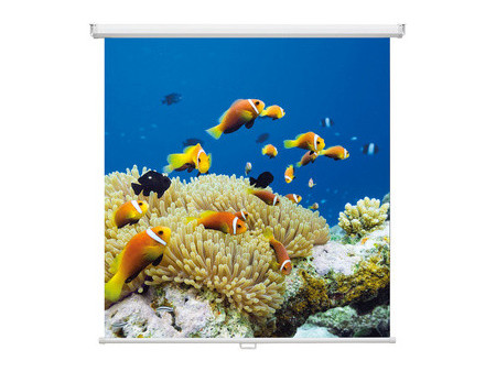 magnetoplan Ecran de projection enroulable, 1.800 x 1.800 mm