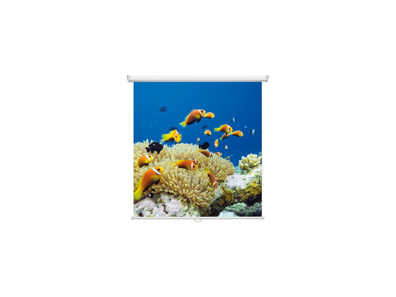 magnetoplan Ecran de projection enroulable, 2.400 x 2.400 mm
