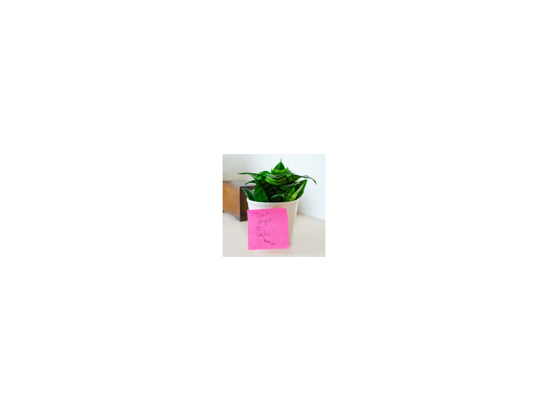 Kores Note adhésive 'NEON', 75 x 75 mm, uni, vert fluo