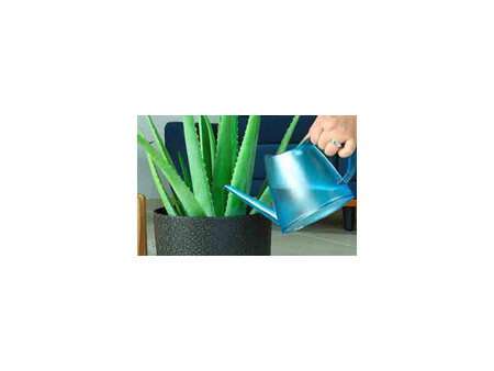 EDA Arrosoir FUCHSIA, 1,5 litre, bleu translucide