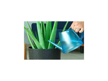EDA Arrosoir FUCHSIA, 1,5 litre, transparent