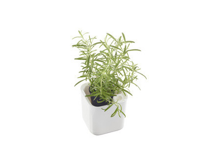 orthex Pot à herbes aromatiques EDEN, largeur: 120 mm, blanc