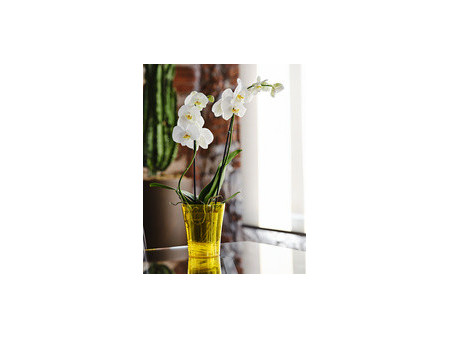 tera Pot à orchidée 'Orchidea 14', transparent