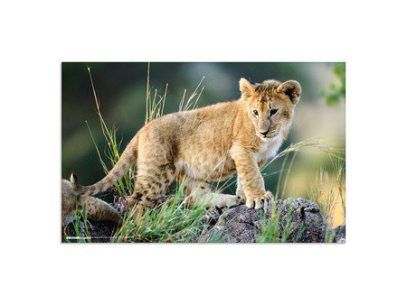 HERMA Sous-main 'Animaux d'Afrique', (L)550 x (H)350 mm